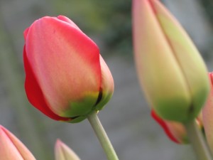 bloomingtulips
