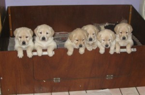 Please follow the link at the bottom of the page to sign the Guide Dog petition